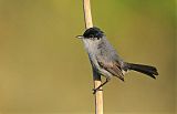 California Gnatcatcher